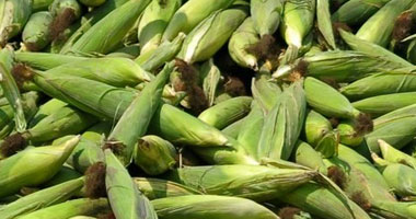 84.7 مليون جنيه أرباح الشركة الوطنية لمنتجات الذرة