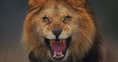 مديرو الحياة البرية فى أمريكا يعلنون انقراض الأسد الأمريكى الشرقى