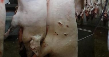 6 دول أوقفت استيراد لحم الخنزير من بلجيكا لاكتشاف حالات حمى الخنازير