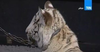 لأول مرة.. نمر أبيض على الهواء بأستوديو "البيت بيتك"