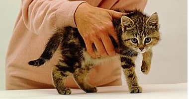 5 معلومات لم تعرفها عن جرب القطط وعلاجه والوقاية منه