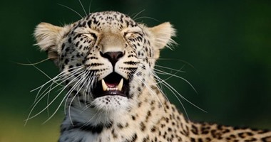 نمر هارب يقتل شخصا ويصيب آخر فى جورجيا