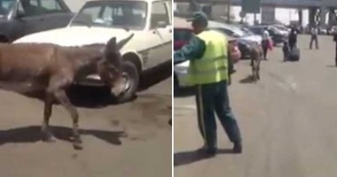 بالفيديو..حمار تائه فى جراج مطار القاهرة