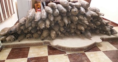 ضبط عاطل وبحوزته 19 لفافة بانجو بالمنوفية