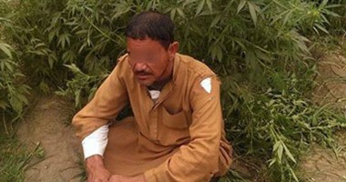 متهم بزراعة نصف فدان بانجو ببنى سويف: "معرفش أن القانون بيحرم زراعته"