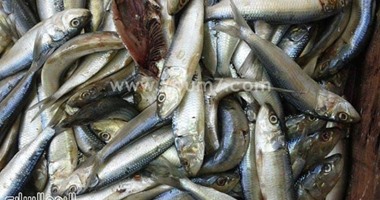 ضبط طن "ملوحة" فاسدة بقنا والنيابة تتحفظ عليها