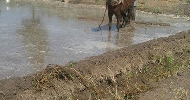 صحافة المواطن.. قارئ يشكو رى الأراضى بالمياه المختلطة بالصرف فى كفر الشيخ
