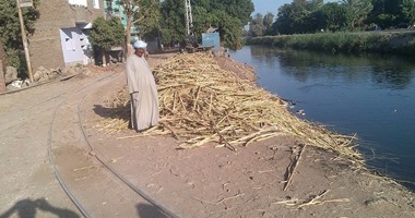 صحافة المواطن: بالصور..مخالفات تعوق حركة قطار إنتاج القصب لمصنع السكر بإدفو
