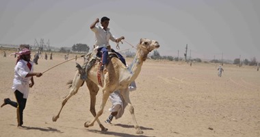 بالصور.. افتتاح مهرجان الهجن بإسنا جنوبى الأقصر