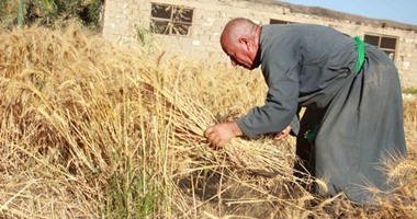 بدء موسم حصاد القمح بالمحافظات.. وكيل "الزراعة"بالغربية: الأردب بـ410 جنيهات.. 10 آلاف و267 فدانا حصاد بورسعيد.. أزمة الحيازات مستمرة بالمنيا.. وارتفاع أجرة عمال الحصاد لـ100 جنيه يوميا بسوهاج