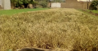 استياء تجار ومزراعى القمح فى المنوفية بسبب إغلاق الصوامع