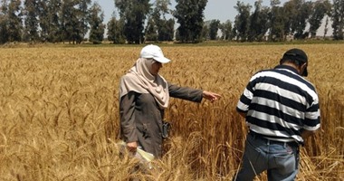"زراعة الوادى الجديد": تجهيز 7 شون واستعداد 44 جمعية زراعية لاستلام القمح 