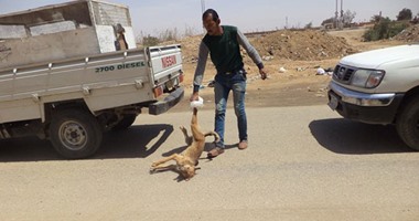 بالصور.. حملة لمكافحة الكلاب الضالة بشوارع السويس