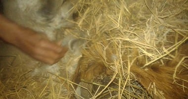 بالصور.. حبس عاطلين 4 أيام بتهمة ذبح الحمير بكفر الشيخ