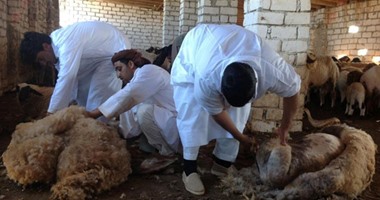 بالصور.. انطلاق الموسم السنوى لجز صوف الغنم بمطروح وسط طقوس تراثية