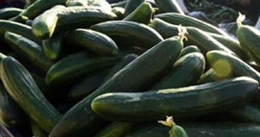 "الخيار" ملك مائدة السحور ويكافح العطش أثناء الصيام