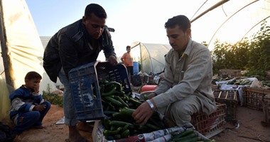 كيف تعمل "الزراعة" على زيادة انتاج الخضر الـ"أورجانيك"؟ اقرا التفاصيل