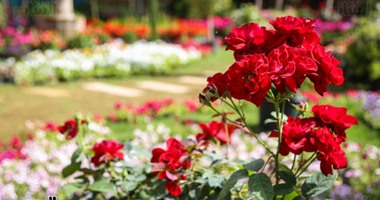 الزراعة تعلن انطلاق معرض زهور الربيع 13 مايو بالمتحف الزراعي