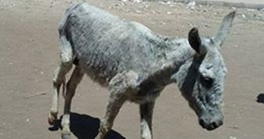 "صحافة المواطن": حمار" يتجول داخل مدرسة فى الأقصر