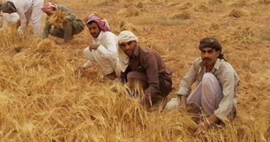 حصاد 150 ألف فدان قمح بالوادى الجديد