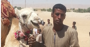 وصول 7340 رأس جمال حية لميناء الادبية خلال شهرى يوليو و أغسطس