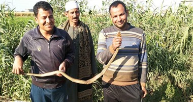 بالصور.. "غزوة الثعابين بعد تطهير ترعة السلامين".. أهالى قرى إيتاى البارود بالبحيرة يستغيثون: الأفاعى تهاجم منازلنا.. ويكشفون: الوحدة الصحية غير مجهزة.. ويهددون بوقفه احتجاجية تطالب بإقالة المسئولين