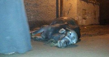 بالصور.. فلاح فى الشرقية: عامود كهرباء تسبب فى صعق جاموستى مصدر رزقى أثناء عودتى من الحقل.. وأهالى قرية الحسينية: نعانى من الأسلاك غير المعزولة التى تصعق أطفالنا