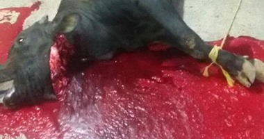 الدخان يستعد لخوض مبارياته فى الترقى للممتاز بـ"ذبح عجل"