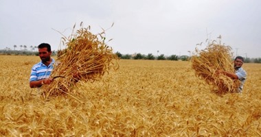 محافظ الإسماعيلية: حصاد 80% من محصول القمح
