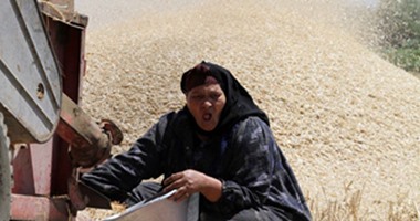 موسم حصاد الذهب.. القمح الليلة ليلة عيده.. يا رب تبارك وتزيده
