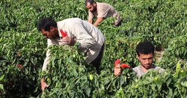 بدء توزيع 6.5 مليون استمارة لملء بيانات الفلاحين لاستخراج "الكارت الزكى"