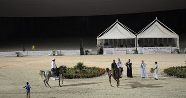 الجيزة تحتضن البطولة الأولى لجمال الخيول العربية