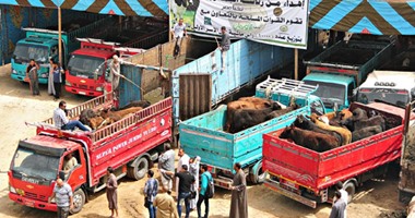 توزيع 1750 رأس ماشية ضمن مبادرة الرئاسة بـ5 مراكز فى الفيوم