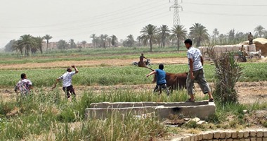 بالفيديو والصور.. مطاردة مثيرة لـ"عجل" حطم جدارا خلال هروبه من مواطنين بالفيوم