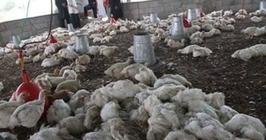 نفوق 2000 دجاجة فى حريق بمزرعة دواجن بالمنوفية
