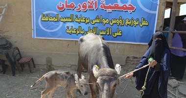 الأورمان تذبح 25 عجلا خلال عيد الأضحى المبارك بمحافظة سوهاج