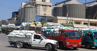 توريد 120 ألف و753 طن قمح محلى بالمنوفية 