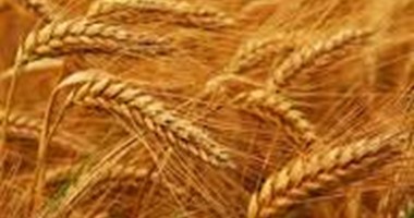 بروتين القمح يزيد سوء الحالات المرضية المزمنة