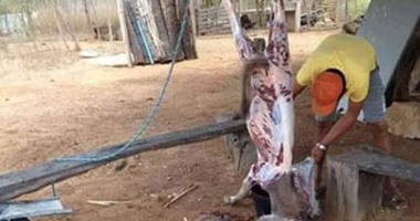 صحافة المواطن: بالصور.. شخص يسلخ "حمارا" فى مزرعة بالمنوفية