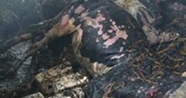 بالصور.. تفحم 11 رأس ماشية فى حريق بمنزلين بكفر الشيخ