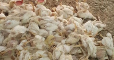 بالصور.. أصحاب المزارع يستغيثون لنفوق آلاف الدواجن بسبب نقص الأمصال