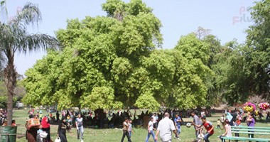 كل بالعقل.. 6 نصائح لوجبة فسيخ هنية مفهاش أضرار صحية