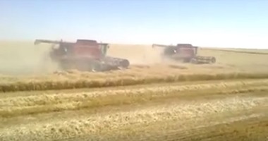 بالفيديو.. تداول لقطات لحصاد القمح هذا العام فى شرق العوينات بالوادى الجديد