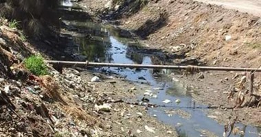 أراضى زراعية بقرية الروضة وضواحيها فى كفر الشيخ معرضة للبوار والهلاك
