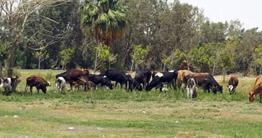 الصين ترفع الحظر جزئيا عن استيراد لحوم الأبقار الأمريكية بعد 13 عاما