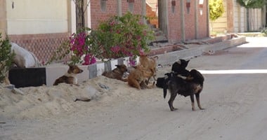 انتشار الكلاب الضالة فى شارع سنجر بشبرا مصر.. والأهالى يستغيثون