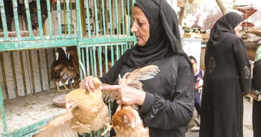 27 جنيها سعر الدواجن اليوم السبت 27 اكتوبر 