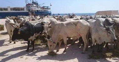 الاثنين.. لجنة علمية بيطرية لبحث فتح استيراد الماشية من أيرلندا
