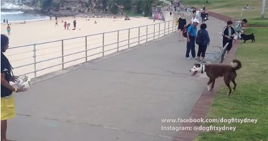بالفيديو.. كلب أسترالى لا يخطأ فى التسديد بالرأس