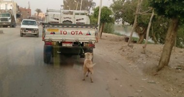واتس آب اليوم السابع: بالصور..سائق يجر كلبا وراء سيارته على سرعة 80 كم